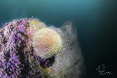 DSC_5443-scaled