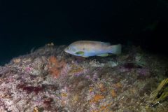 DSC_5450-1-scaled