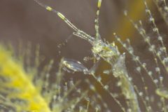 DSC_2706-scaled