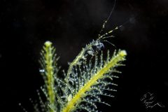 DSC_2719-scaled