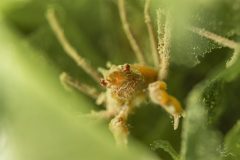 DSC_7467-scaled