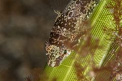 DSC_9768-scaled