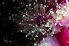 DSC_3945-scaled