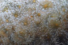 DSC_6677-Recupere-scaled