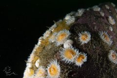 DSC_8656-scaled