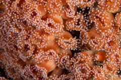 DSC_8736-scaled
