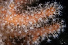 DSC_8768-scaled