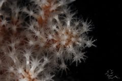 DSC_8770-scaled