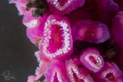 DSC_8960-scaled