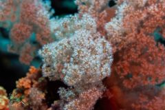 DSC_1978-scaled