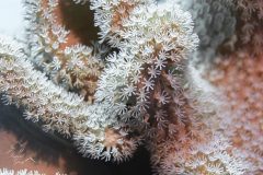 DSC_2061-scaled