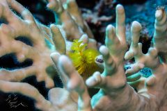 DSC_2063-scaled