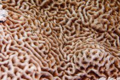 DSC_2080-scaled