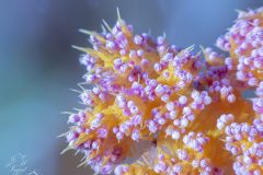 DSC_7296-scaled