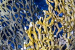 DSC_7307-scaled
