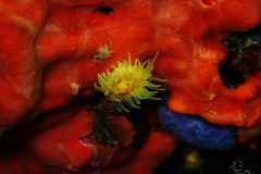 IMG_5421-scaled