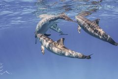 DSC_2402-scaled