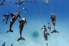 DSC_7507-Recupere-scaled