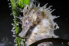 DSC_6413-scaled