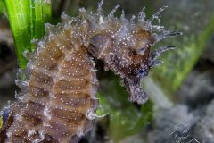 DSC_6428-scaled