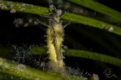 DSC_7665-scaled