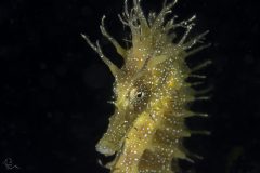 DSC_7711-scaled
