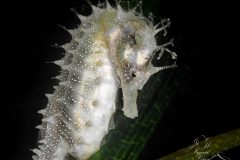 DSC_8003-scaled