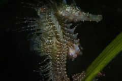IMG_5019-scaled