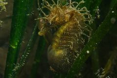 IMG_5263-scaled