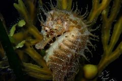 IMG_5948-scaled