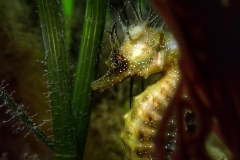 hippocampe