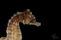 DSC_8304-scaled