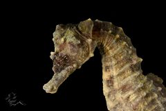 DSC_8310-scaled