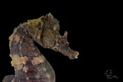 DSC_8319-scaled