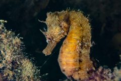DSC_8389-scaled