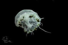 DSC_4165-scaled