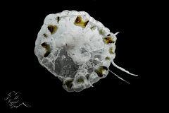 DSC_4168-scaled