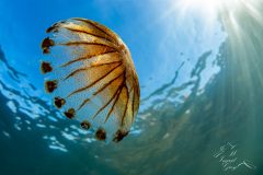 DSC_5372-scaled