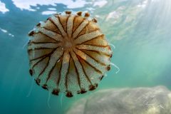 DSC_5374-scaled