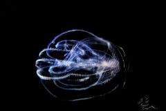IMG_5185-scaled