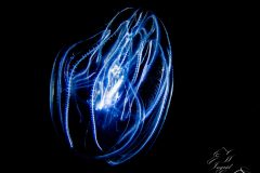 IMG_5194-scaled
