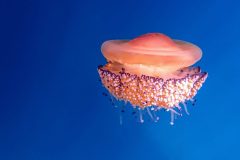 IMG_5460-scaled