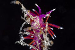 DSC_1110-scaled