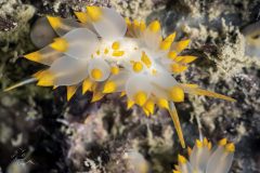 DSC_1137-scaled