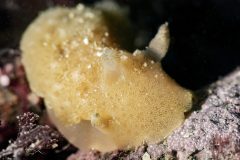 DSC_1151-scaled