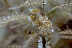 DSC_2655-scaled