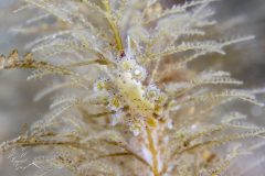 DSC_2676-scaled