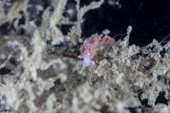 DSC_3597-scaled