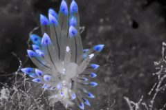 DSC_4503-scaled