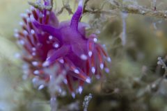 DSC_6487-scaled